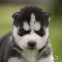 Husky sibérien lof, parents testés