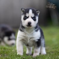 Husky sibérien lof, parents testés #4
