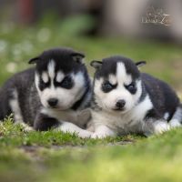 Husky sibérien lof, parents testés #5