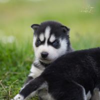 Husky sibérien lof, parents testés #6