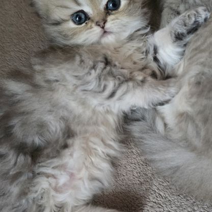 Femelle persan black golden non loof #1