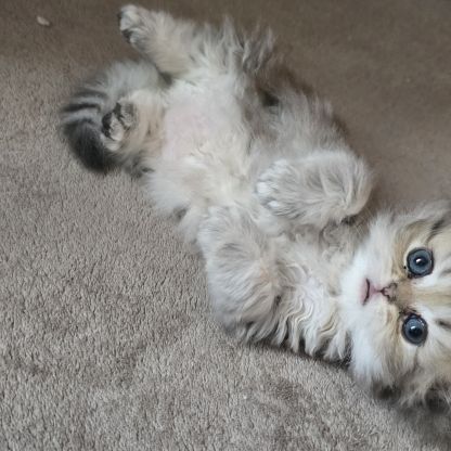 Femelle persan black golden non loof #3