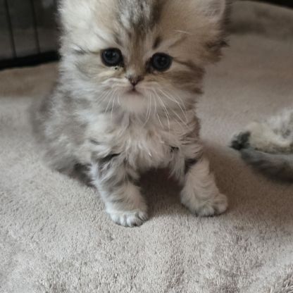 Femelle persan black golden non loof #4