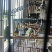 Couple diamant de gould