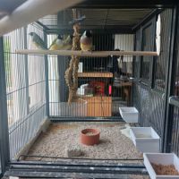 Couple diamant de gould #2