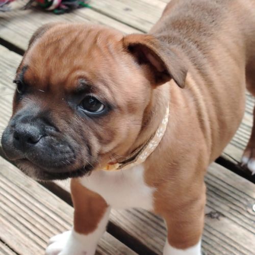Chiots staffy #3