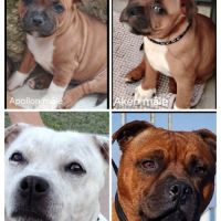 Chiots staffy