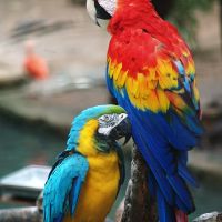 Recherche ara mâle 1an ou +