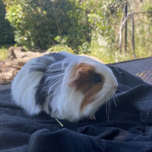 Cochon d inde tricolore et bicolore #4