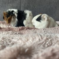 Cochon d inde tricolore et bicolore