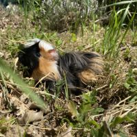 Cochon d inde tricolore et bicolore #2