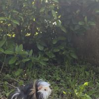 Cochon d inde tricolore et bicolore #3