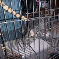 Chinchila #3