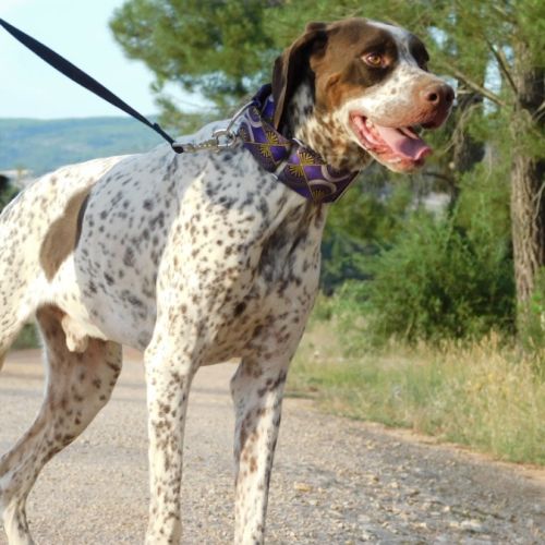 Azor, un amour de pointer ! (ok chat) #1