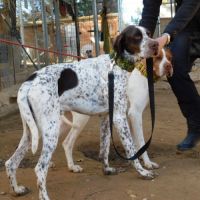 Azor, un amour de pointer ! (ok chat) #5