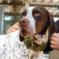 Azor, un amour de pointer ! (ok chat)