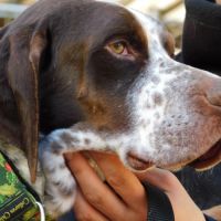 Azor, un amour de pointer ! (ok chat) #8