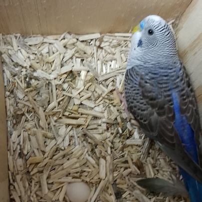 Perruche black face et black wing #3