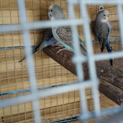 Perruche black face et black wing #4