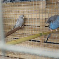 Perruche black face et black wing