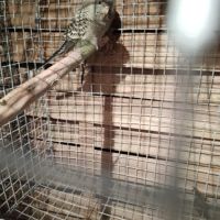 Perruche black face et black wing #2