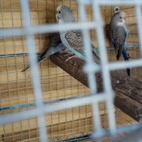 Perruche black face et black wing #4