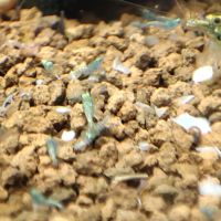 Crevettes crazy bleue