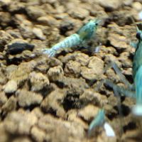 Crevettes crazy bleue #2