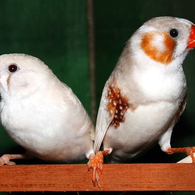 Mandarins males et femelles #2