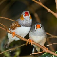 Mandarins males et femelles