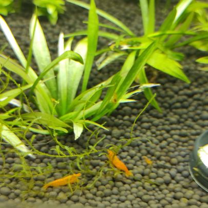 Crevettes orange sakura #1