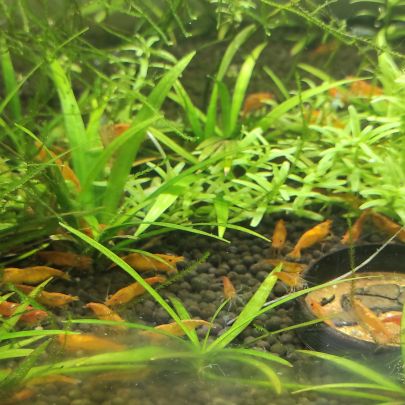 Crevettes orange sakura #3