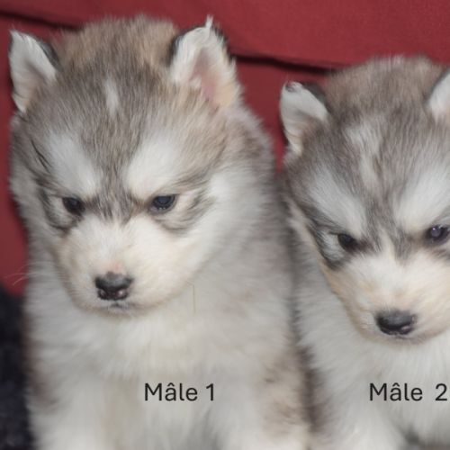 Chiots husky sibérien non lof #2