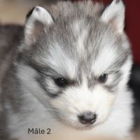 Chiots husky sibérien non lof