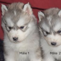 Chiots husky sibérien non lof #2