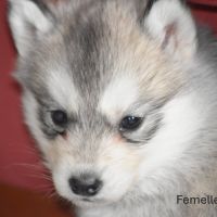 Chiots husky sibérien non lof #3