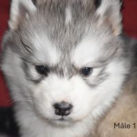 Chiots husky sibérien non lof #4