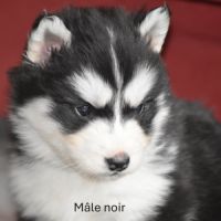 Chiots husky sibérien non lof #5