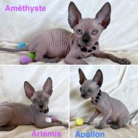 Adorables chatons de race sphynx loof