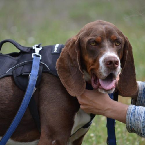 Moncho, une crème de chien ! #3