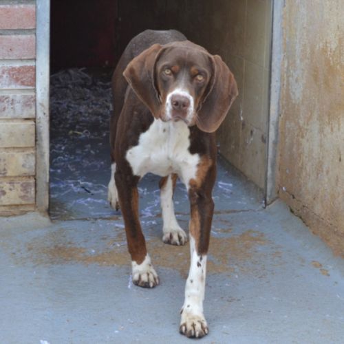 Moncho, une crème de chien !