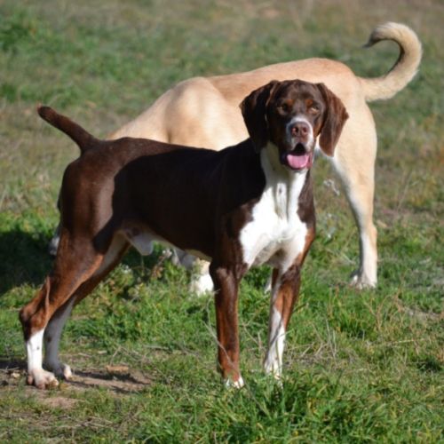 Moncho, une crème de chien ! #9