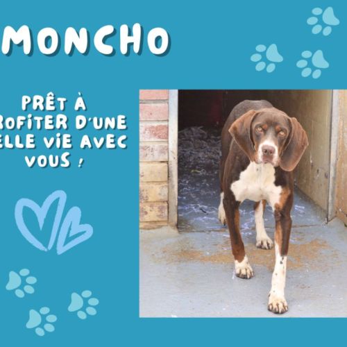 Moncho, une crème de chien ! #10