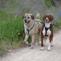 Moncho, une crème de chien ! #1