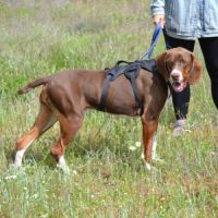 Moncho, une crème de chien ! #2