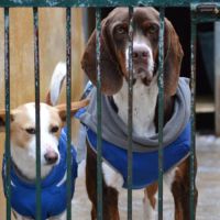 Moncho, une crème de chien ! #4