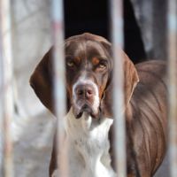 Moncho, une crème de chien ! #5