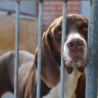 Moncho, une crème de chien ! #6