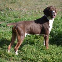 Moncho, une crème de chien ! #8