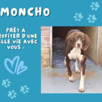 Moncho, une crème de chien ! #10